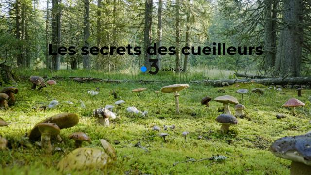16. mois du doc secrets des cueilleurs