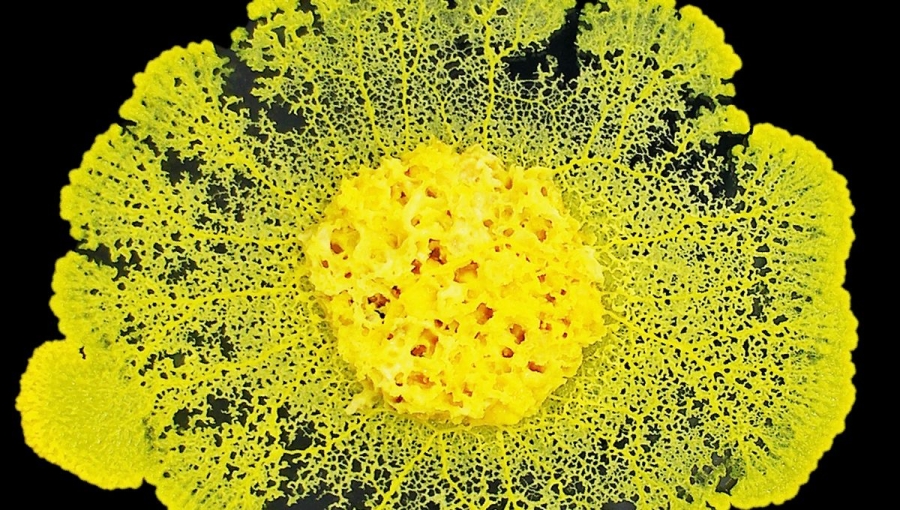 3_La_mdiathque_adopte_un_blob