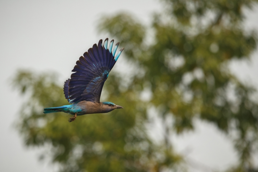 beautiful-coulourful-birds-from-kaziranga-india-assam
